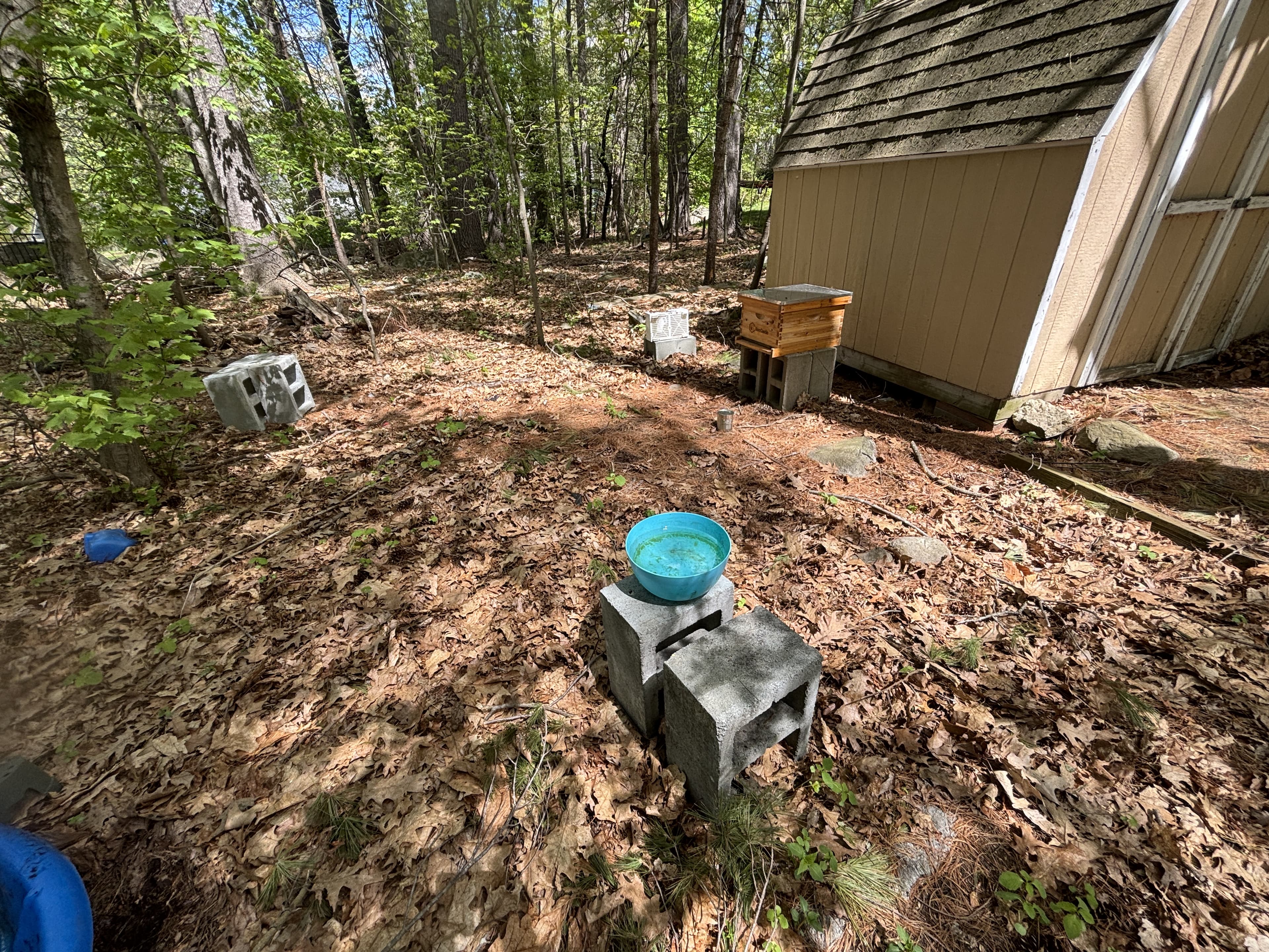 The Gold's Honey apiary — a hive on cinder blocks beside the shed, a water bowl in the foreground